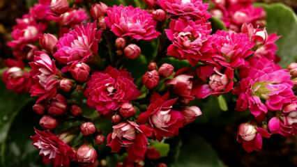 Kā rūpēties par kalančo ziedu? Kā pavairo kalano ziedu?