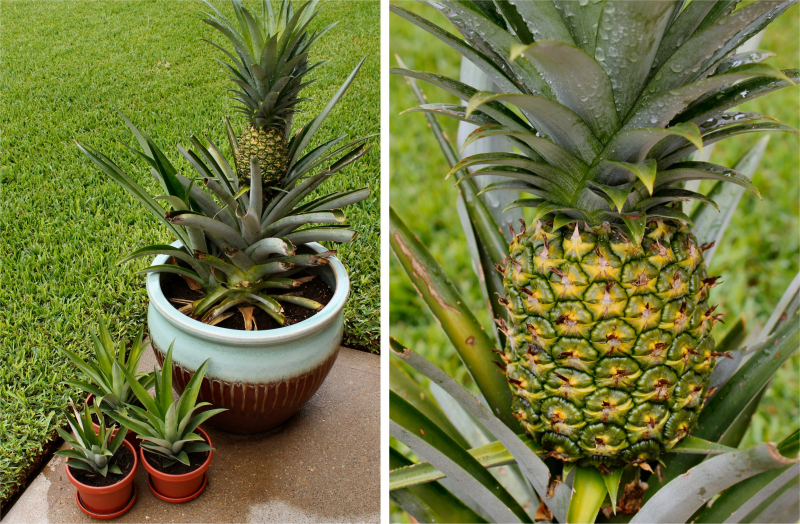 Kā mājās audzēt ananāsus? Kā notiek ananāsu sakņošana?