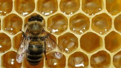 Kur tiek izmantots bišu inde? Kādas ir bišu inde priekšrocības? Kurām slimībām bišu inde ir labvēlīga?