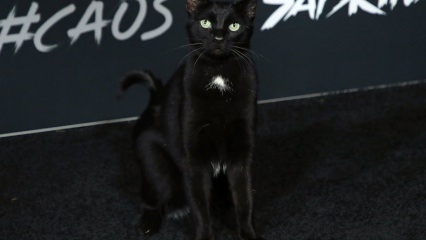 Melns kaķis Holivudas pirmizrādē ...