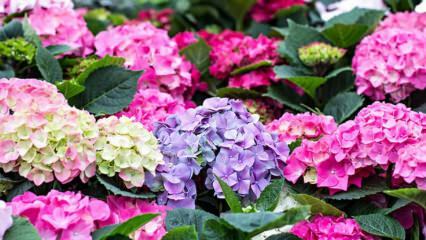 Kā rūpēties par hortenzijas ziedu? Kādas ir krāsošanas metodes?