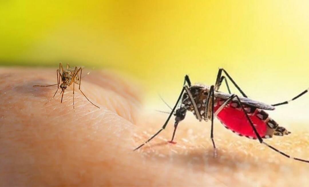 Kādi ir Aedes moskītu koduma simptomi? Kā izvairīties no Aedes moskītu koduma?