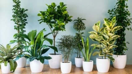 8 augi, kurus ir viegli uzturēt