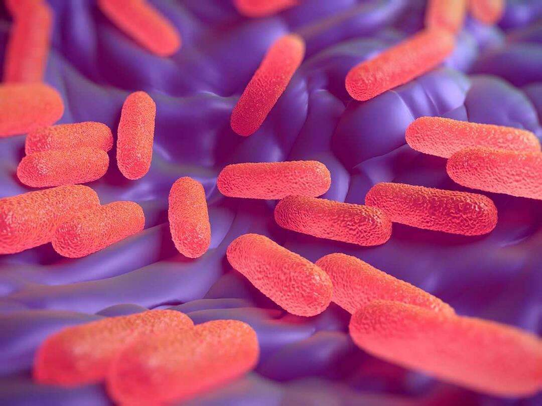 Kas ir Salmonella baktērijas? Kādi ir salmonellas simptomi?