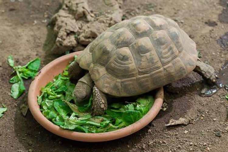 Ko ēd bruņurupucis un kā tas barojas? Kādi ir ēdieni, kurus mīl bruņurupucis?