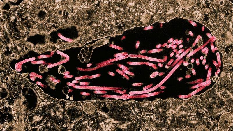 ebolan attēls, kas izplatās šūnās