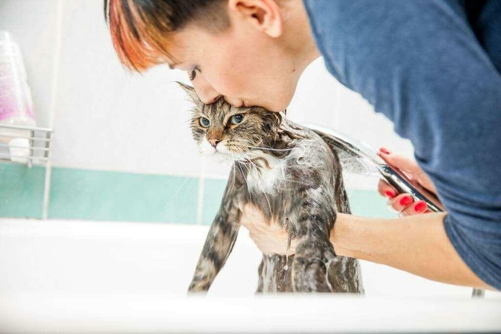 Kaķu mazgāšanas metodes