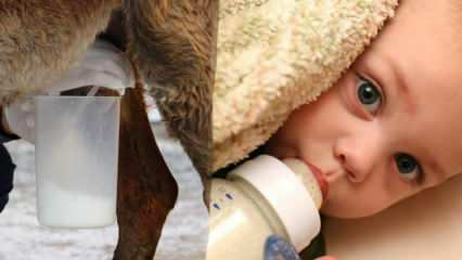 Kurš piens ir vistuvākais mātes pienam? Kas tiek piešķirts mazulim ar mātes piena deficītu?