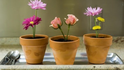 Ziedi, par kuriem jārūpējas mājās pavasara sezonā