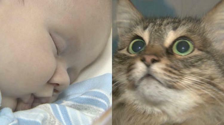Klaiņojošais kaķis izglāba mazuļa dzīvību!