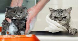 Vai kaķi mazgā? Kā mazgāt kaķus? Vai kaķu peldēšana ir kaitīga?