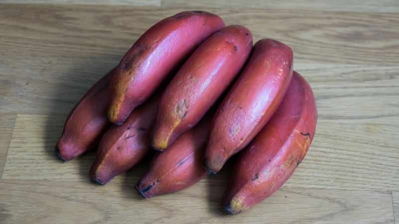 sarkanie banāni nobriest kļūst violeti