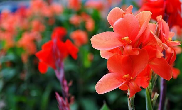 Gladiolu ziedu kopšana 