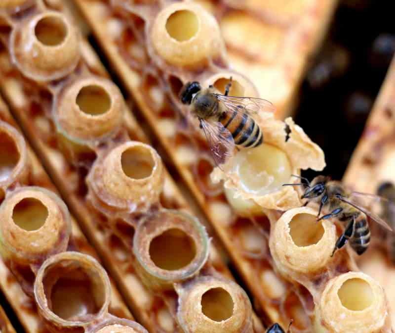Bišu pieniņš ir visefektīvākais vitamīnu un minerālvielu avots dabā.