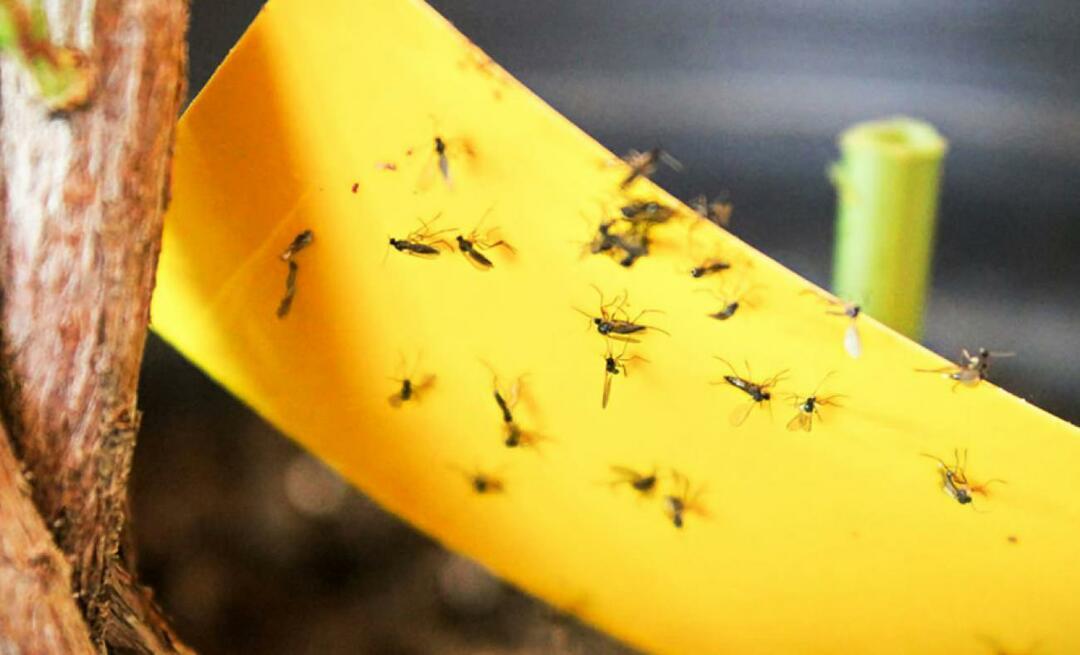 Galīgais risinājums kukaiņu apkarošanai mājās! Kā nepieļaut mazu mušu lidošanu mājās?