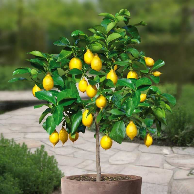 Kā mājās audzēt citronus podos? Padomi citronu audzēšanai un uzturēšanai