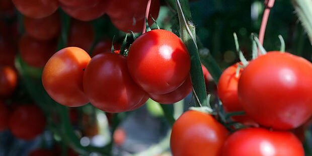 Vai tomāts dod labumu ādai?