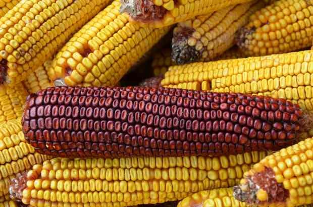 kukurūza izraisa alerģiju