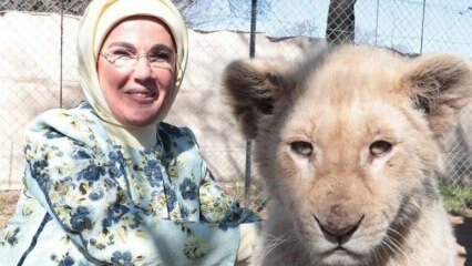 Pirmā lēdija Erdoğana nofotografējās ar lauvu mazuļiem