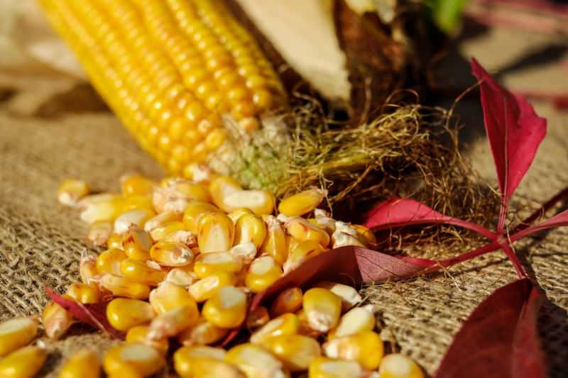 Kā tiek uzglabāta kukurūza? Kā sagatavot ziemas kukurūzu