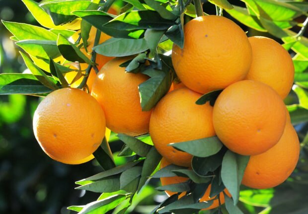 Apelsīna priekšrocības
