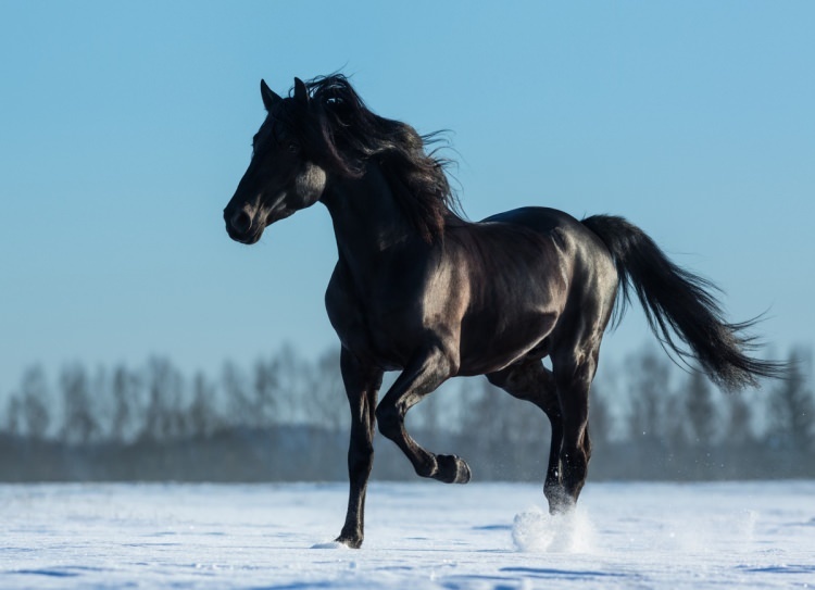 Kā sapnī pateikt zirgu? Kāda ir nozīme sapnī redzēt zirgu?