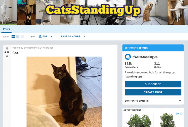 Kā reklamēt savu biznesu vietnē Reddit, piemēra ziņa no subreddit r / CatsStandingUp