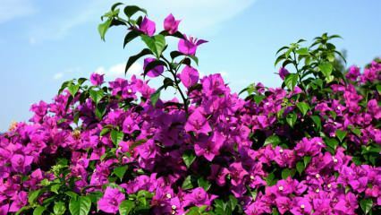 Kā kopt un apūdeņot Bugenvilijas ziedu? Kādas ir bougainvillea zieda īpašības