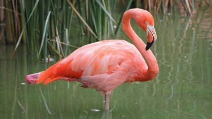 Adana kļuva par “Pink Flamingos” mājvietu!