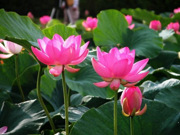 lotosa ziedu priekšrocības