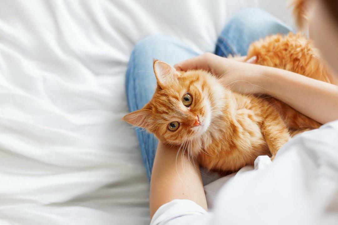 Kā zināt, vai kaķi ir laimīgi? Vai mans kaķis mani mīl? Kaķu kustību nozīme