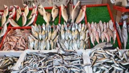 Kā tīrīt toriskās zivis? Padomi torisko zivju tīrīšanai