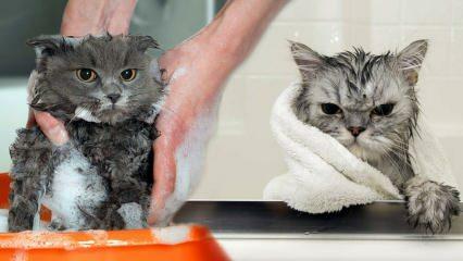 Vai kaķi mazgā? Kā mazgāt kaķus? Vai kaķu peldēšana ir kaitīga?