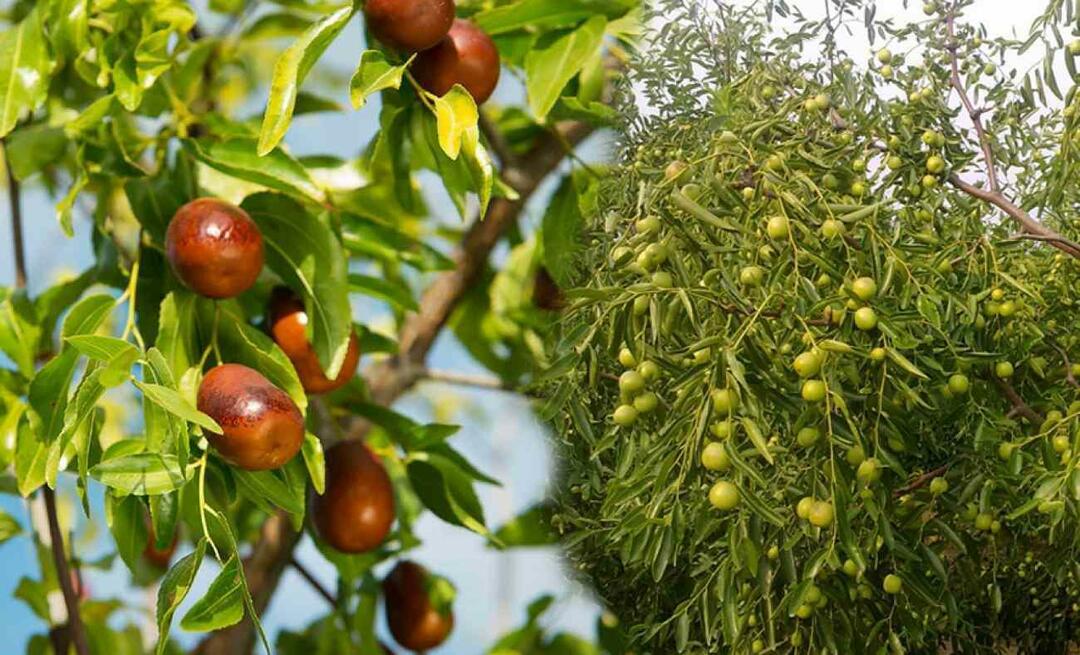 Kā diedzēt jujube sēklas? Kā audzēt jujube augu podā? jujube aprūpe