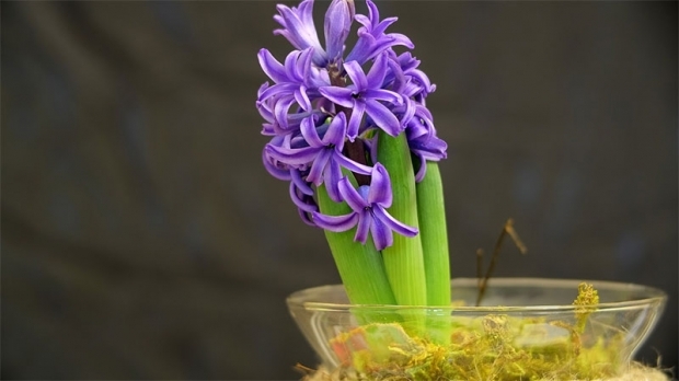 Kā audzēt hiacintes ziedu Kā pavairot hiacintes ziedus?