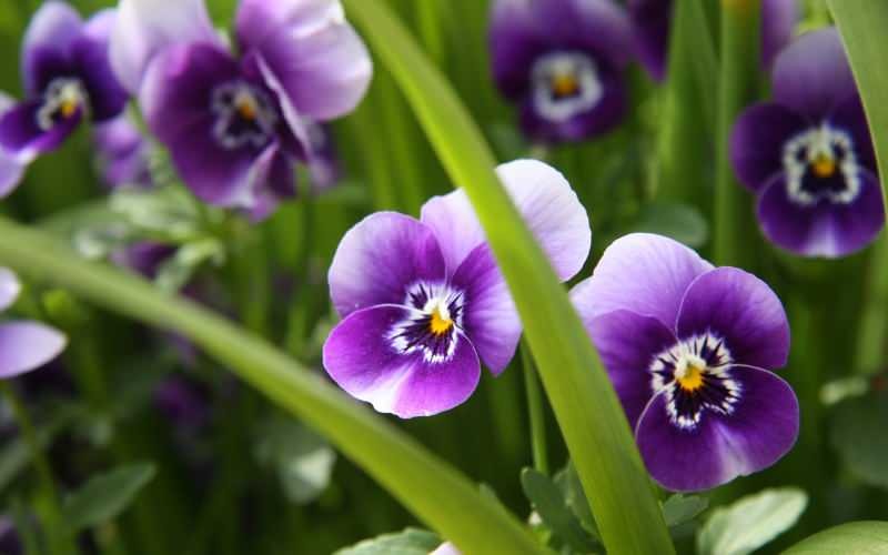 Kā kopt violetu ziedu? Kā reproducēt violetu ziedu?