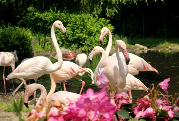 Ko darīt Flamingoköy?