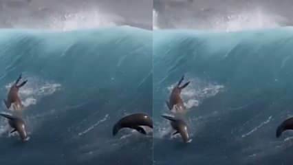Jūras lauvas spēlē ar milzu viļņiem!