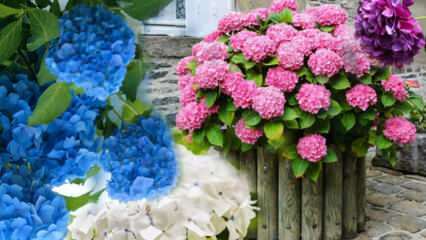 Kā mājās rūpēties par hortenzijas ziedu? Hortenzijas ziedu pavairošanas metodes 