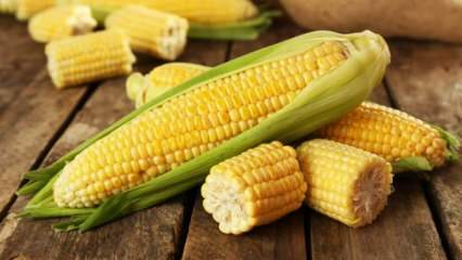 Kāda ir kukurūzas kaitība?