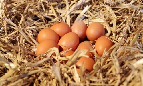 Kā saprast bioloģiskās olas?