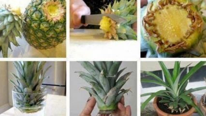 Kā mājās audzēt ananāsus?