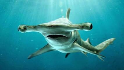  Biedējoši attēli! Hammerhead haizivis Floridas krastos.