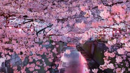 Ko nozīmē Sakura? Nezināmas sakuras zieda īpašības