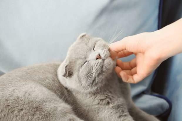 Kā kaķi parāda savu mīlestību
