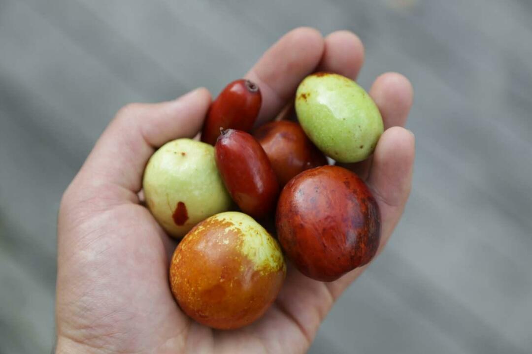 Metode, kā zaudēt svaru, ēdot jujubu! Kas ir jujube Vai no tā gatavo tēju svara zaudēšanai? Jujube etiķa priekšrocības