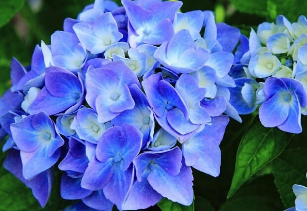 Zilā hortenzija