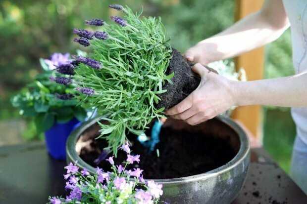 Kā kopt lavandas ziedus, to pavairošanu un audzēšanu mājās