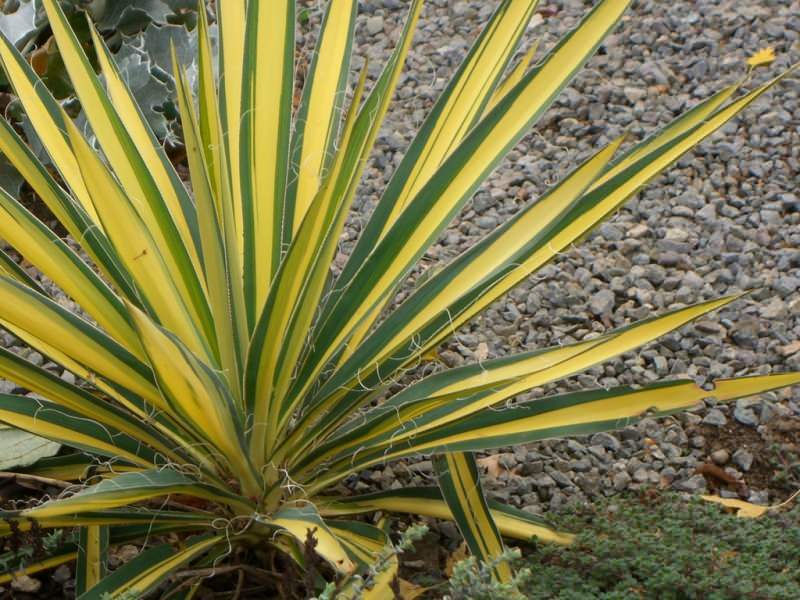 Yucca triku! Kā mājās rūpēties par yucca ziedu?