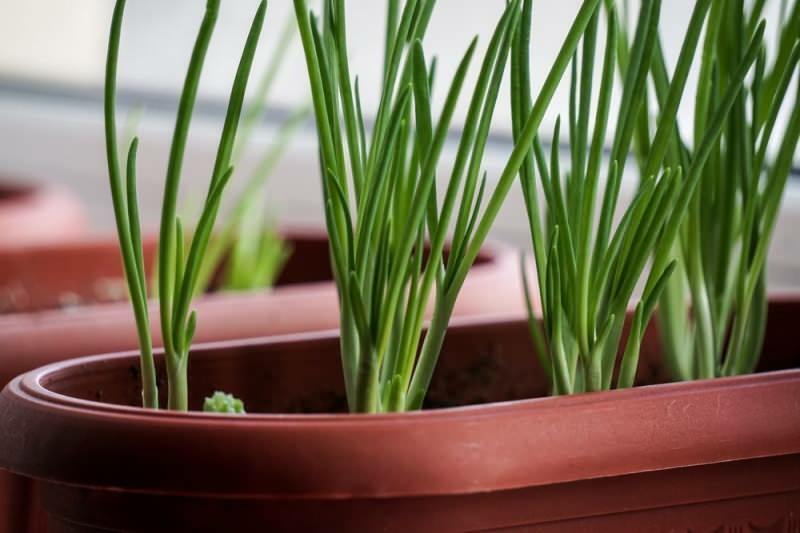 Kā audzēt zaļos sīpolus podos? Padomi pavasara sīpolu audzēšanai